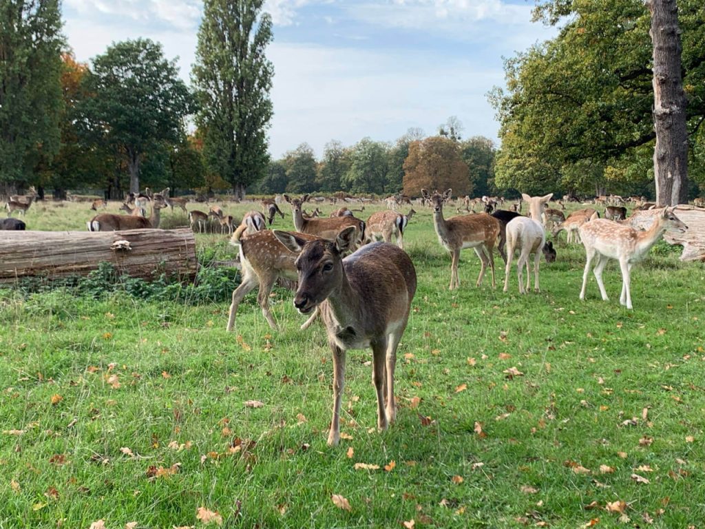 deer in London's royal parks