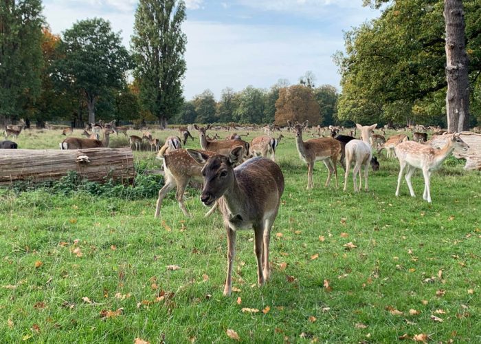 deer in a london park
